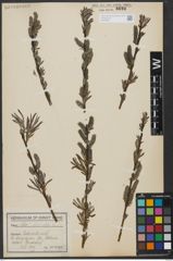 Foto von Salix viminalis L.